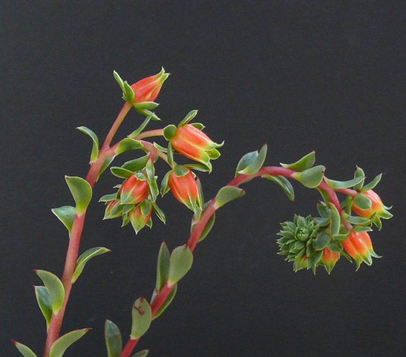 罗西玛种类,罗西玛多肉杂交品种