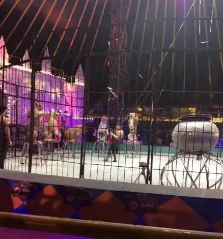 成都附近动物城,成都周边动物乐园