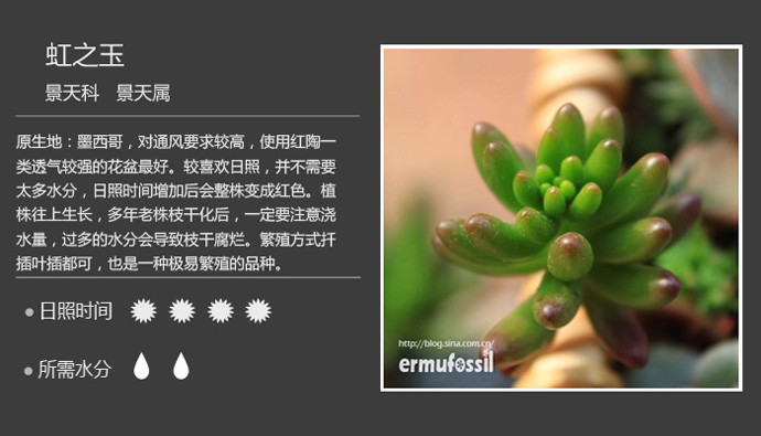 史上最全的多肉植物名字对照图，终于找齐了！