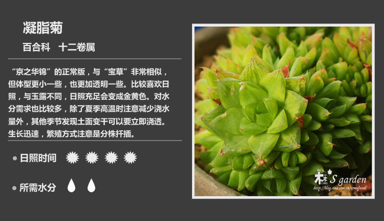 史上最全的多肉植物名字对照图，终于找齐了！