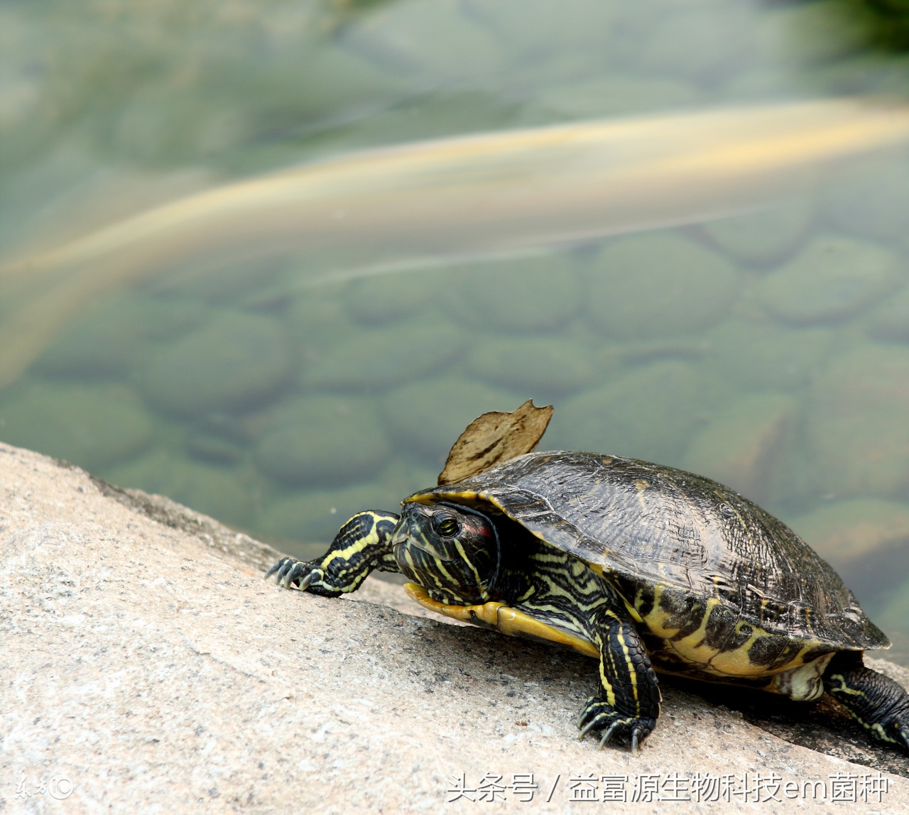 三种乌龟的具体养殖方法,乌龟的养殖技术方法和注意事项