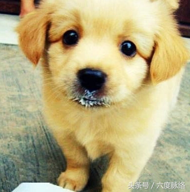 属狗的人204年的运势及运程,属狗的人2024运势及运程