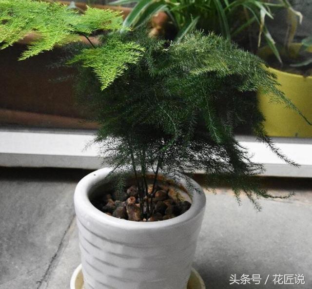 如何长好发财竹,贵竹养得翠绿欲滴亦象征着财运旺