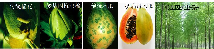 全球最新转基因农作物,全球四大转基因作物包括