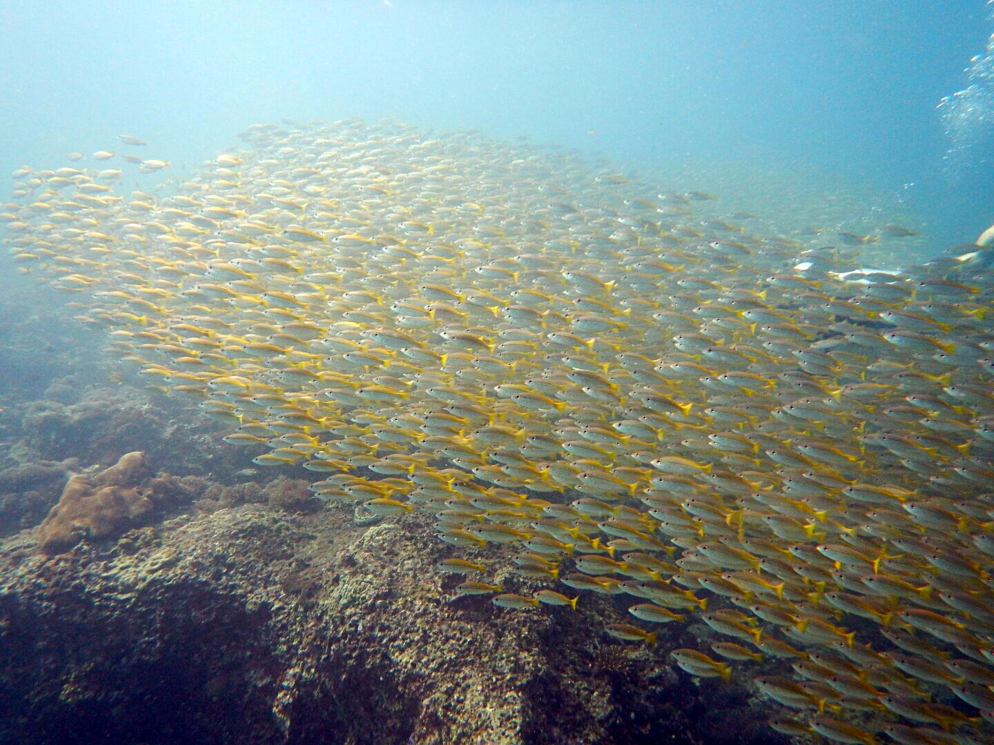 普吉岛7月潜水,泰国普吉岛潜水怎么样拍照好看