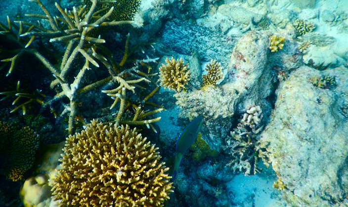 马尔代夫鲁滨逊岛美景,海岛旅游胜地马尔代夫岛