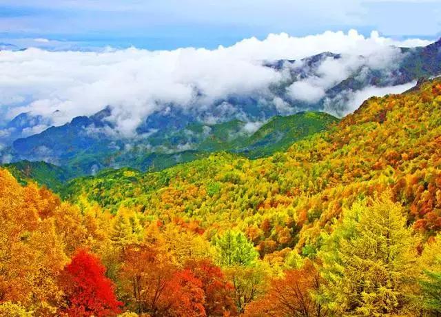 每逢佳节倍思亲又是一年九重阳,九九重阳每逢佳节倍思亲