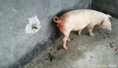 猪脱肛该怎么预防,猪脱肛缝合之后拉不出屎怎么处理