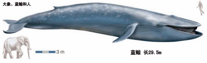蓝鲸和波音747哪个最重,蓝鲸和波音737客机对比