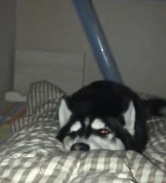 雪橇犬哈士奇改行拉车,雪橇犬拉车哈士奇