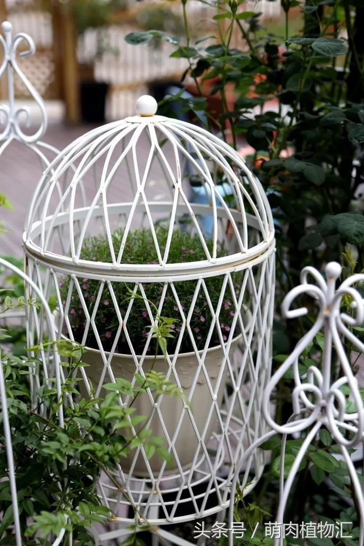 10月适合养的草花 (适合北方的春季草花)