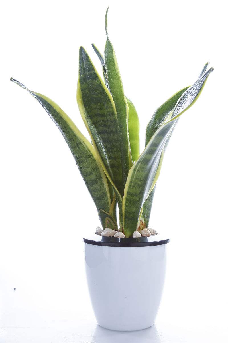 新装修的房子放什么绿植吸甲醛好,有什么绿植是净化空气吸引甲醛的