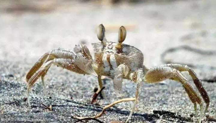 澳洲进口的大闸蟹,澳洲超市里的冰冻大闸蟹