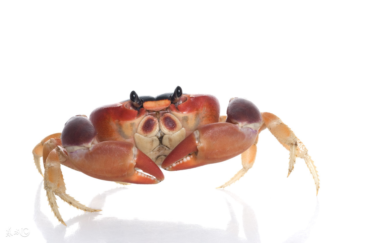 怎么使螃蟹好捆,怎么用细绳捆螃蟹