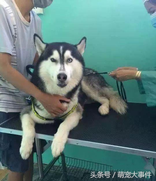 雪橇犬哈士奇改行拉车,雪橇犬拉车哈士奇