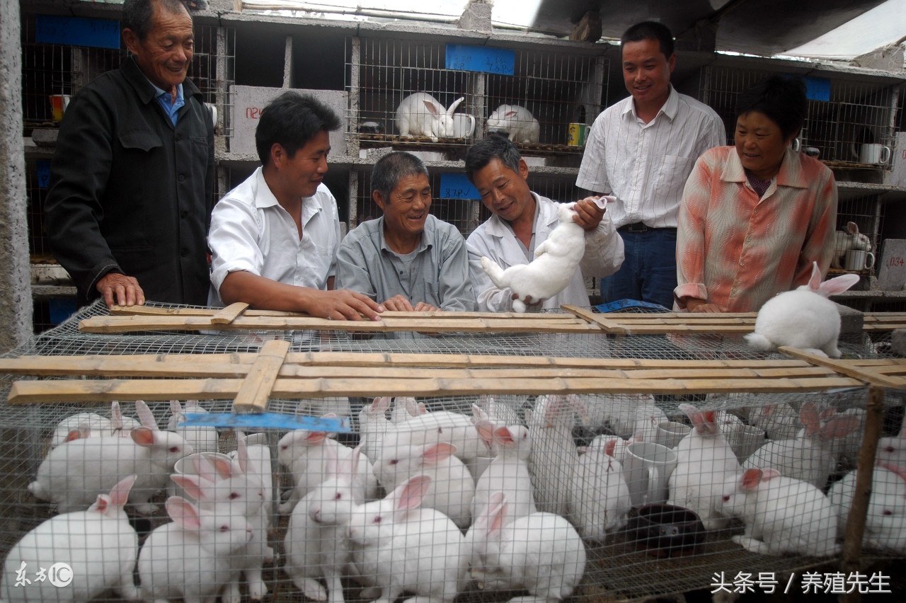 兔感冒打什么针,兔感冒吃什么药