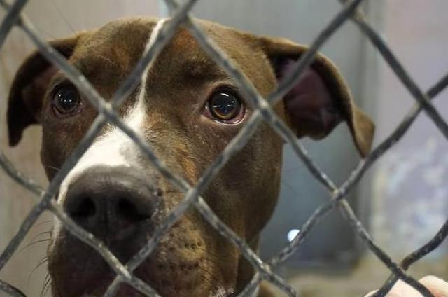 为什么要用领养代替购买、一定要了解的几大理由!