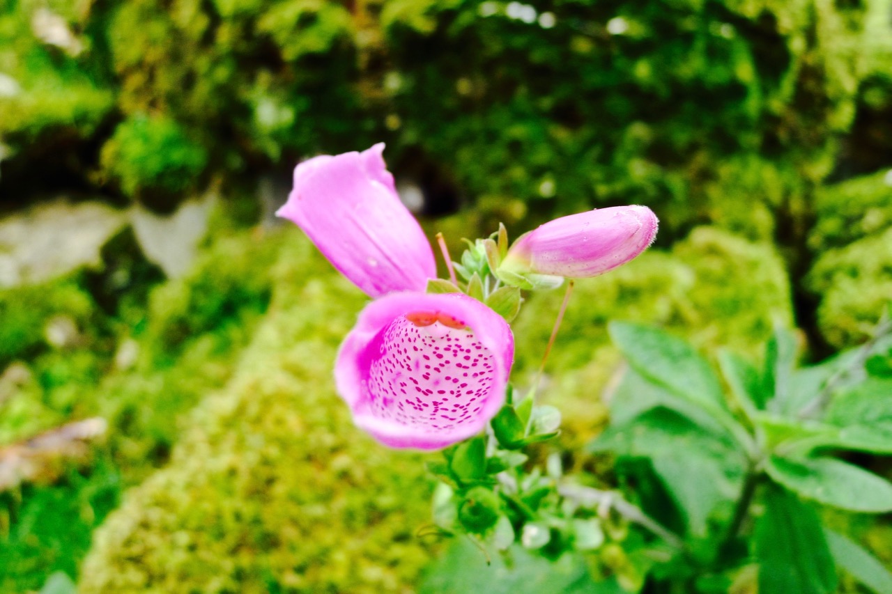 苏格兰高地天空岛,苏格兰高地和天空岛