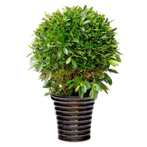 新装修的房子放什么绿植吸甲醛好,有什么绿植是净化空气吸引甲醛的