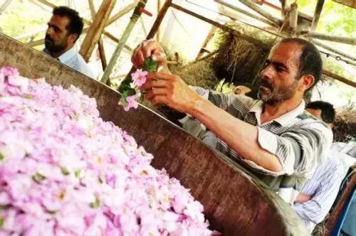 关于玫瑰花的护肤品,香气弥漫的护肤品推荐