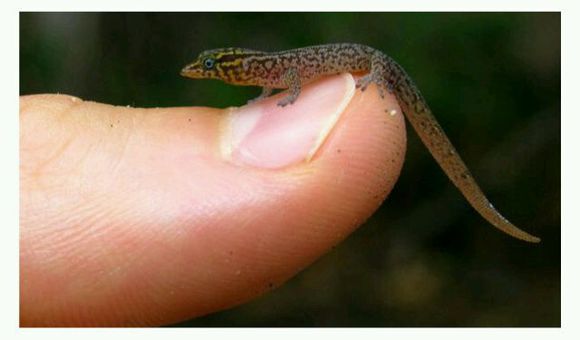 世界上体型最大的动物排行榜,世界十大体型最大的动物