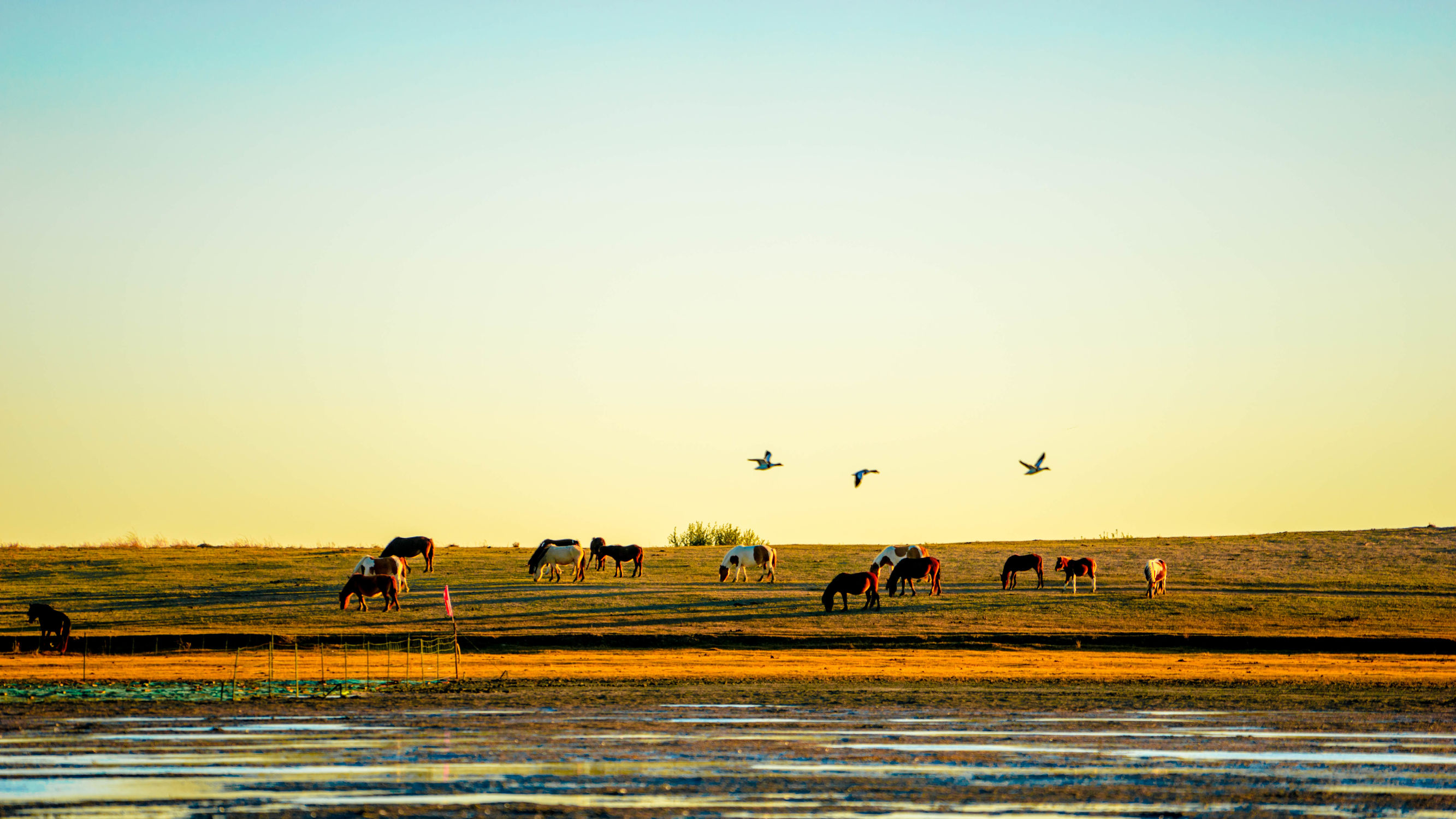 正蓝旗锡林郭勒大草原,正镶白旗天鹅湖