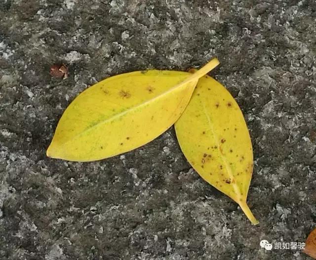 美丽香约香盈月之对照