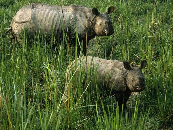 世界上体型最大的动物排行榜,世界十大体型最大的动物