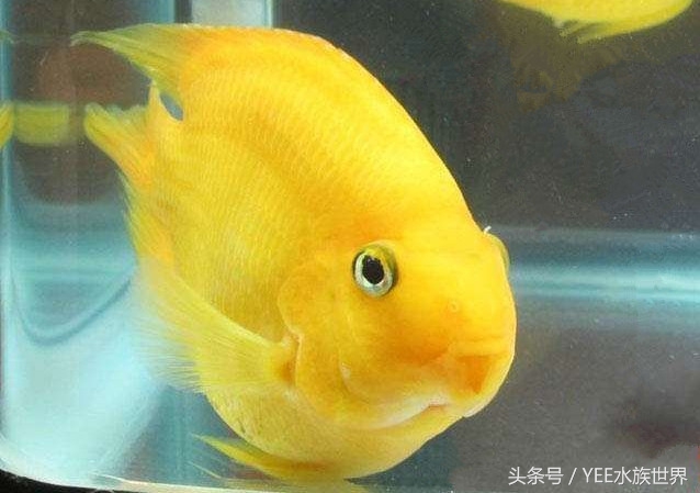 天地生化而成的精灵,一直在跟这些疾病搏斗