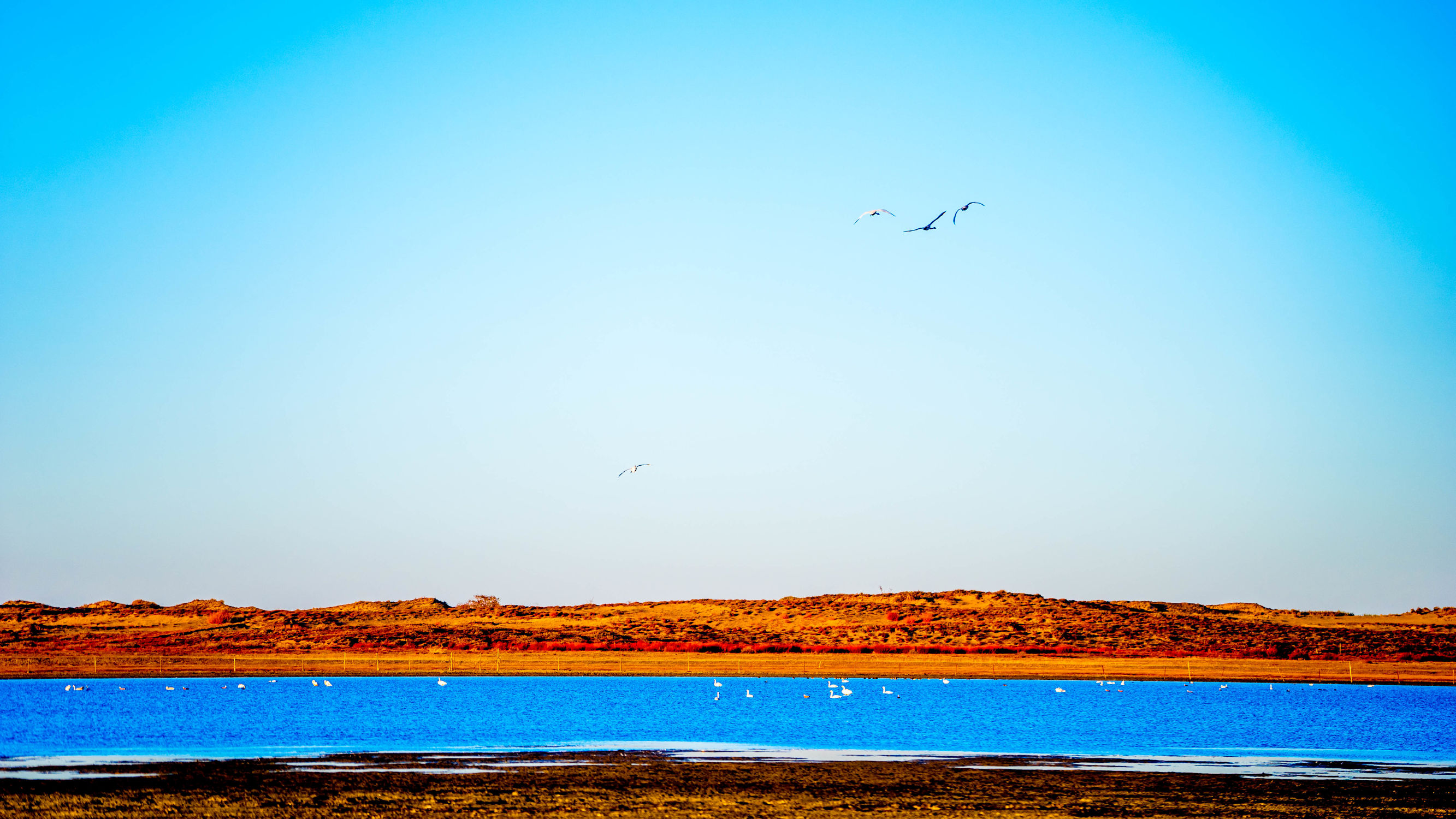 正蓝旗锡林郭勒大草原,正镶白旗天鹅湖