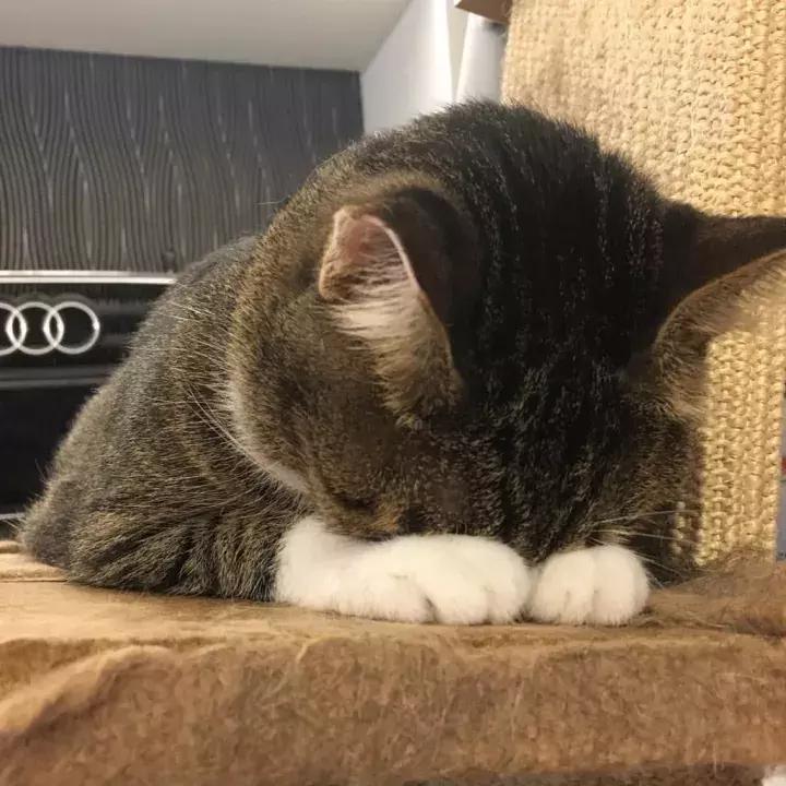 人类吸猫小史,人类吸猫的时候猫是怎么想的