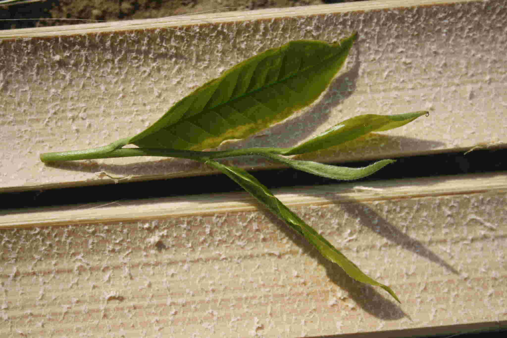 古树茶好喝吗视频,古树茶好在哪里