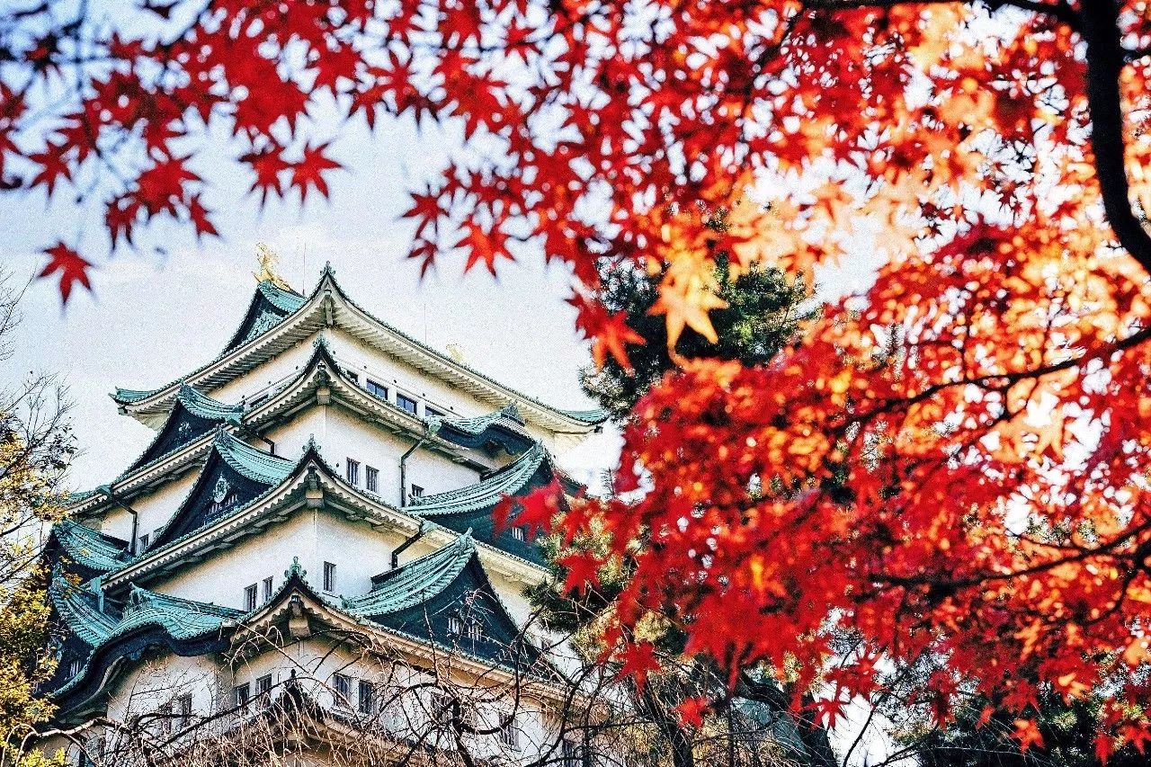 全家出游哪种旅行方式最合适,全家游怎么样游好