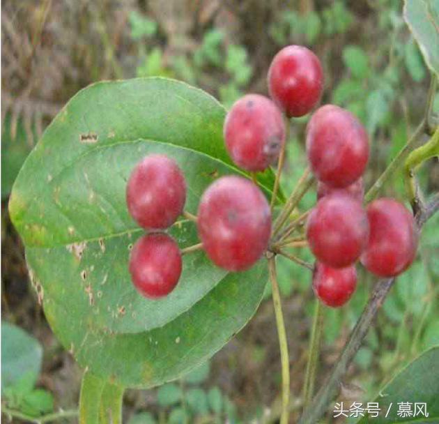 童年的野果味道,童年的回忆又香又甜的野果