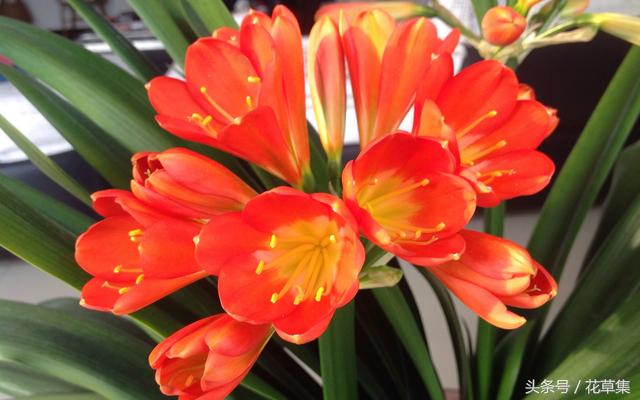 君子兰这些品种越养越值钱，看看你们养的君子兰到底值不值钱