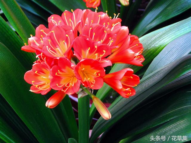 君子兰这些品种越养越值钱，看看你们养的君子兰到底值不值钱