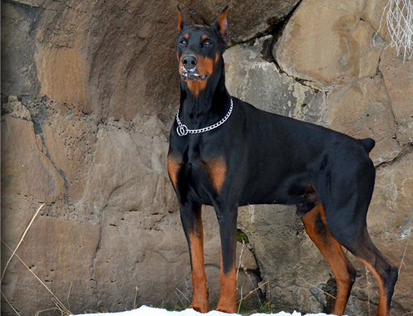 一条优秀的杜宾犬,与杜宾犬相似的狗狗