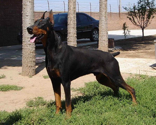 一条优秀的杜宾犬,与杜宾犬相似的狗狗