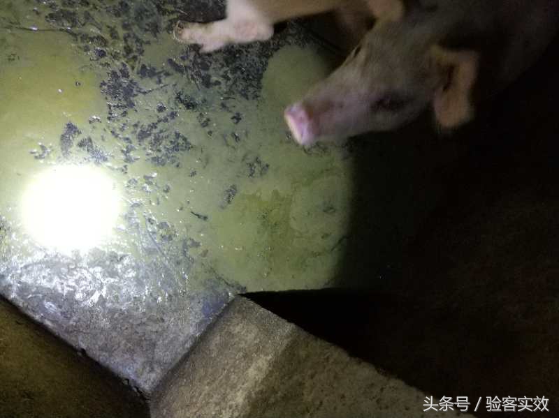 猪群腹泻严重怎么控制,仔猪病毒性腹泻最快解决方法