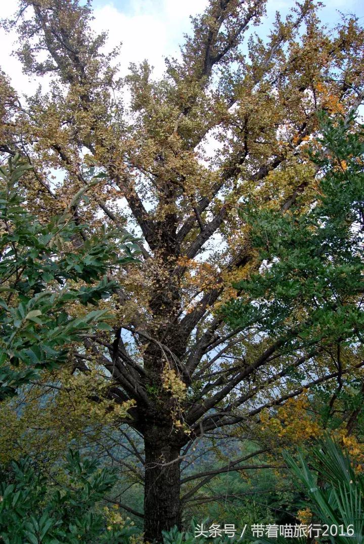 四明山该去哪,四明山观景台晚上能看风景吗