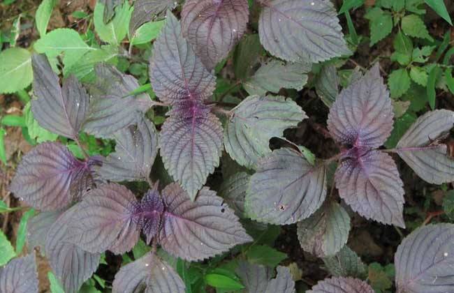 速效去感冒发烧：你不可不知的安全退烧法后悔知道太晚了