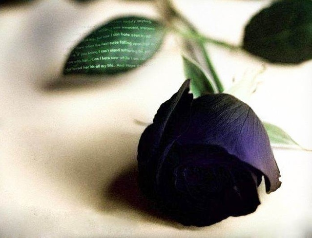 不同颜色的玫瑰花花语是什么,不同颜色的玫瑰花花语代表什么