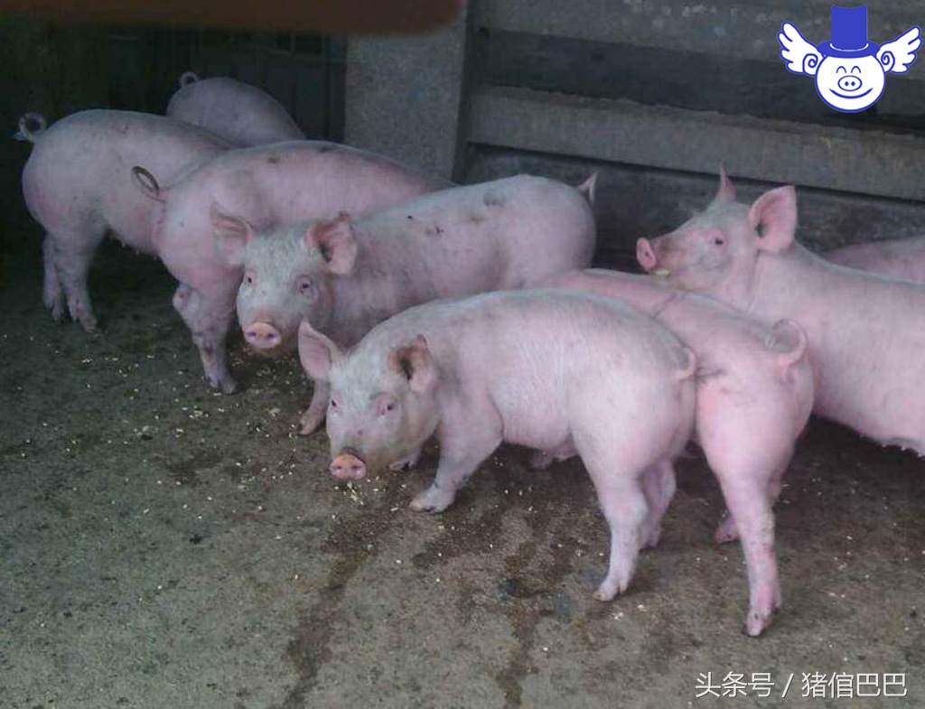 猪生病打针多久可以好,猪生病好了几天后可以打疫苗