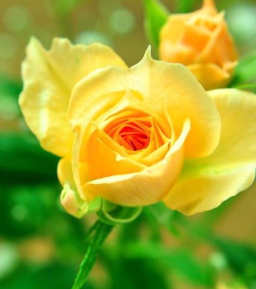 各个颜色玫瑰花的花语是什么呢,各种颜色玫瑰花所代表的花语