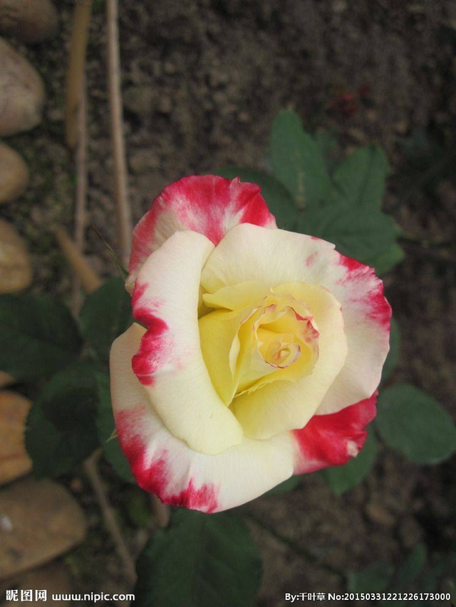 不同颜色的玫瑰花花语是什么,不同颜色的玫瑰花花语代表什么