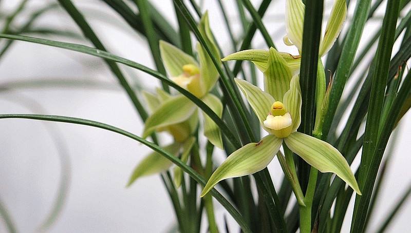 背阴阳台空旷可以怎么布置,推荐3种适合北阳台的喜阴花
