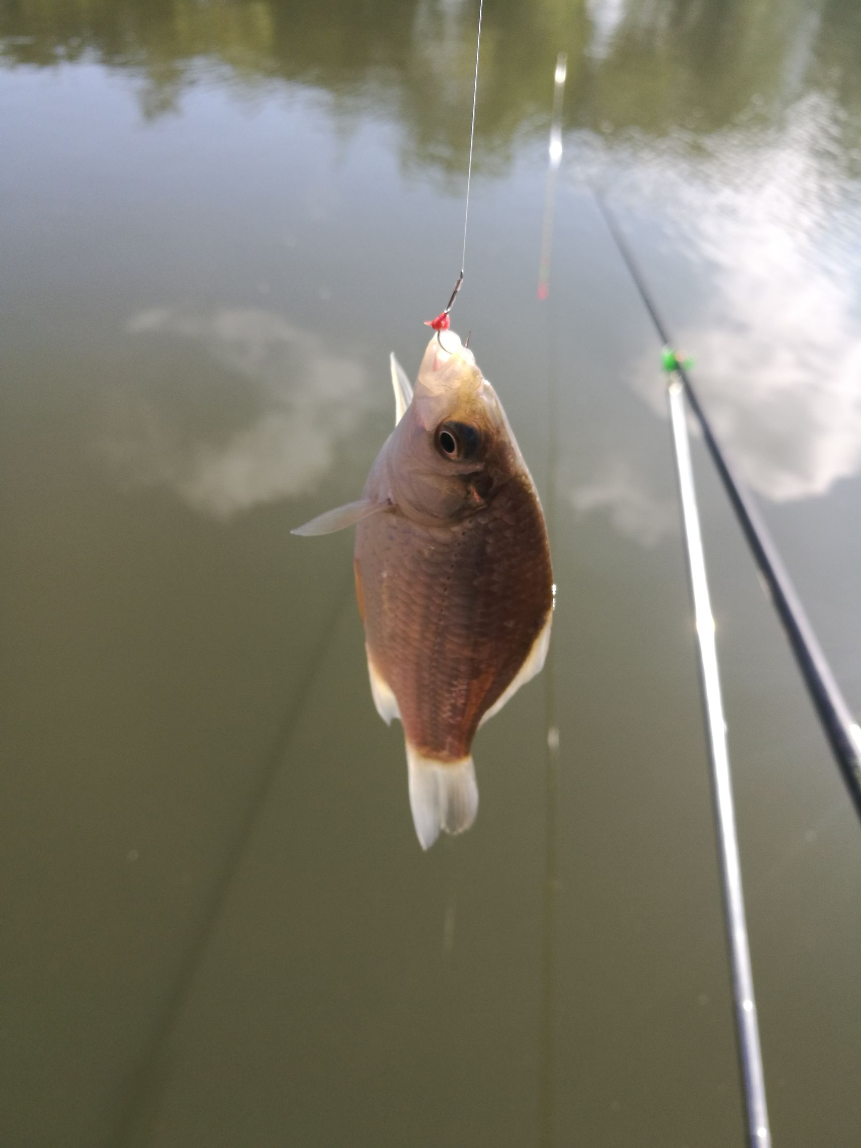 钓鲫鱼浮漂如何收竿,鱼坑钓鲫鱼规避大鱼技巧