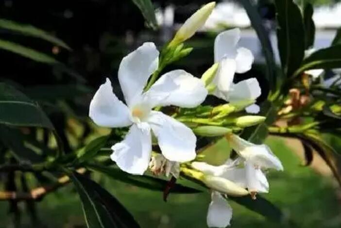 关于新加坡国花知识,新加坡的国花叫什么名字