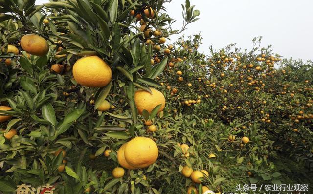 英雄莫问出身小说,英雄莫问出处的事例