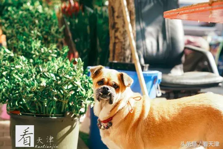 天津宝鸡道花鸟鱼虫市场地铁,宝鸡道花鸟鱼虫市场天津